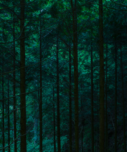 豊かな自然で育まれた熊野の森の木々