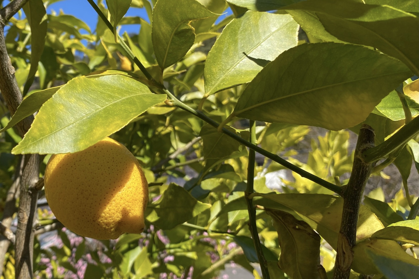 【初蒸留！】ブッシュカンの葉、レモンの葉